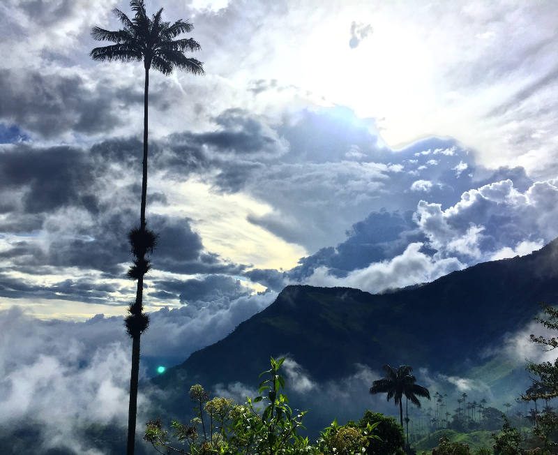 ITK VOYAGE - Parc Cocora Colombie palmiers