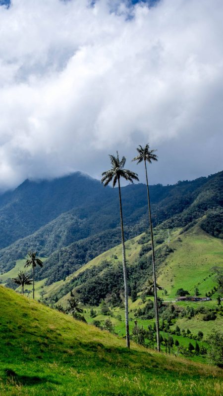 ITK Voyage - Cocora palm parc